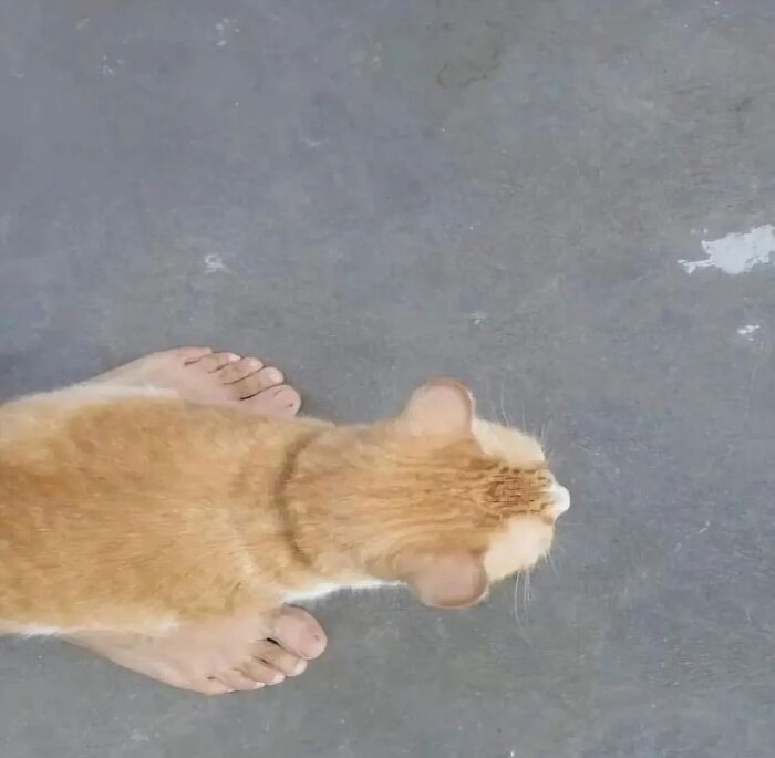 Gato naranja visto desde arriba entre pies descalzos sobre suelo gris en imágenes malditas sorprendentes.