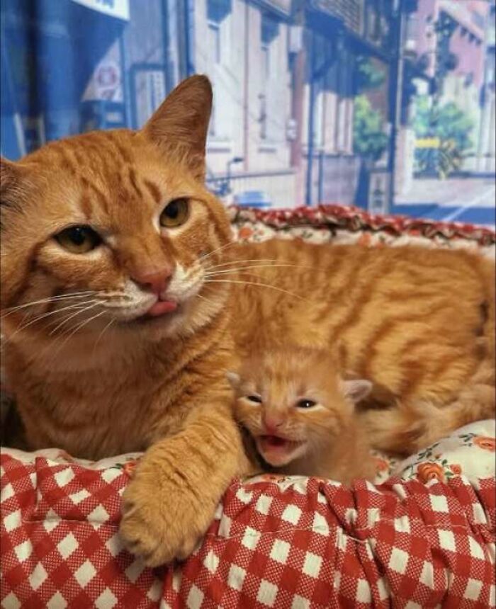 Gato y gatito naranja descansando juntos en cama con estampado rojo y blanco en divertida imagen de gatos.