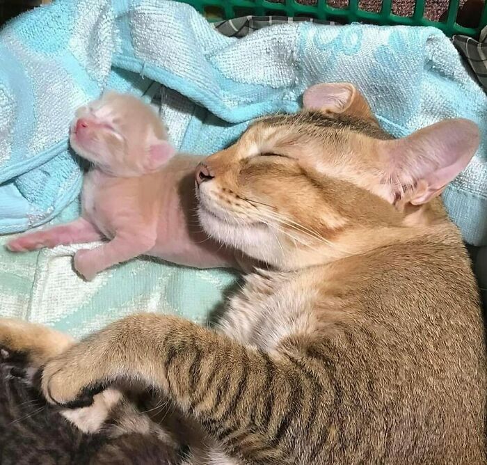 Gato adulto con gatito recién nacido durmiendo juntos sobre una manta, fotos divertidas de gatos tiernos en casa.