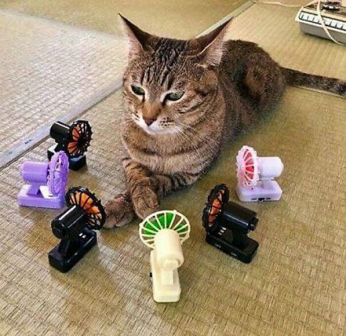 Gato acostado rodeado de pequeños ventiladores de colores, imagen divertida y curiosa de fotos de gatos.
