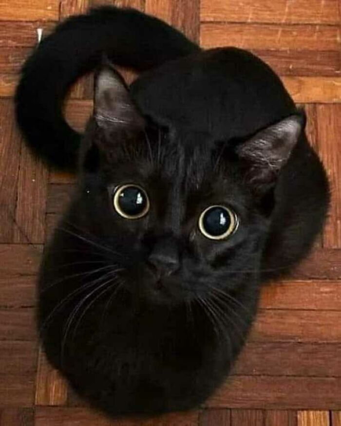 Gato negro con grandes ojos redondos mirando hacia arriba sobre piso de madera en foto divertida de gatos.