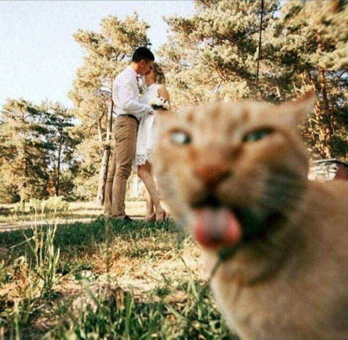 Gato divertido haciendo selfie con pareja besándose en el fondo, foto divertida con gatos y naturaleza.
