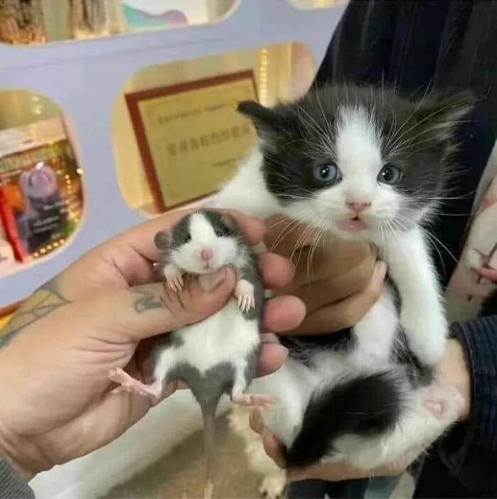 Gato y ratón con patrones blancos y negros, foto divertida de gatos compartida en página de Facebook.
