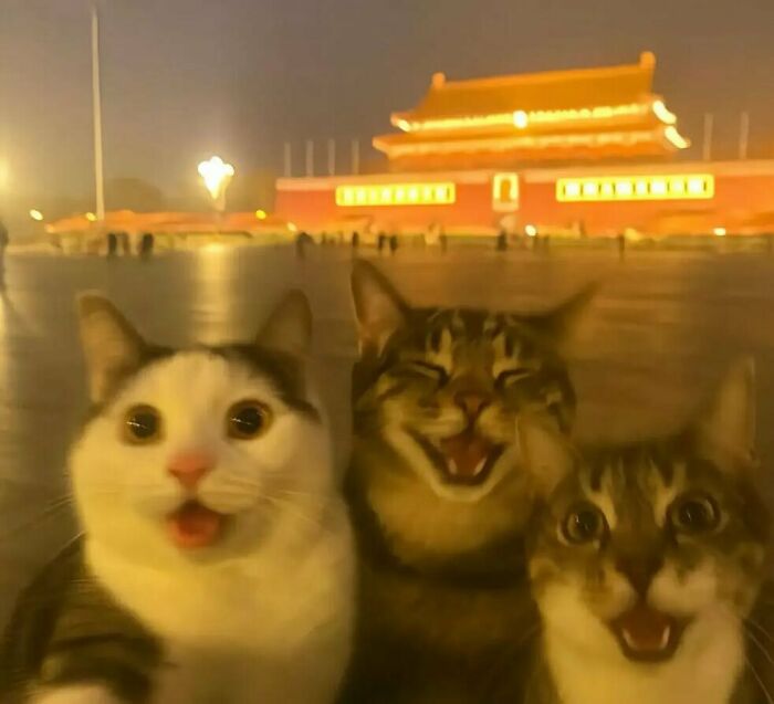 Tres gatos divertidos en primer plano con edificio iluminado al fondo, mostrando expresiones graciosas y alegres.