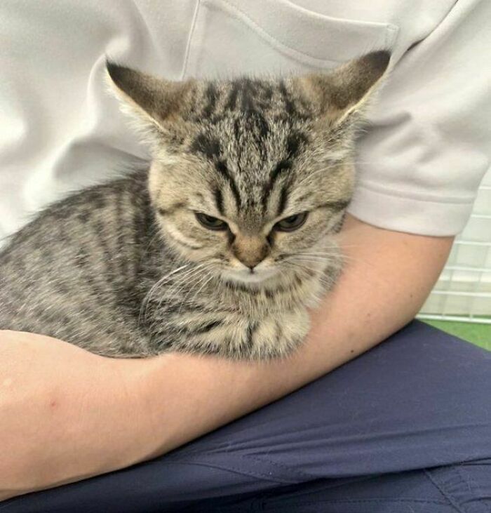 Gato gris con rayas sentado en brazos de una persona, imagen relacionada con fotos divertidas de gatos en Facebook.