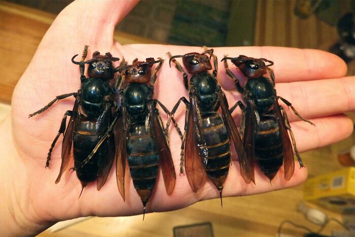Mano sosteniendo cuatro avispones gigantes negros, imágenes aterradoras y inquietantes de insectos inusuales.
