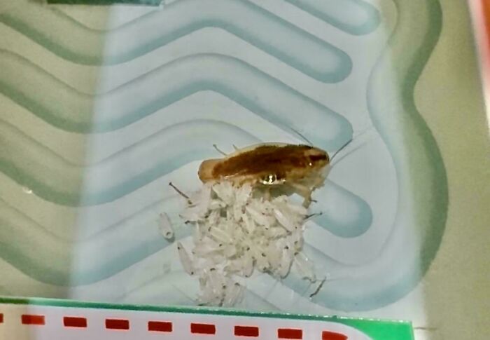 Cucaracha junto a sus crías sobre una superficie con patrón, imagen aterradora e inquietante de insectos.