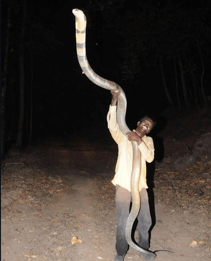Hombre sosteniendo una serpiente gigante en la noche en imagen aterradora y inquietante en zona boscosa.