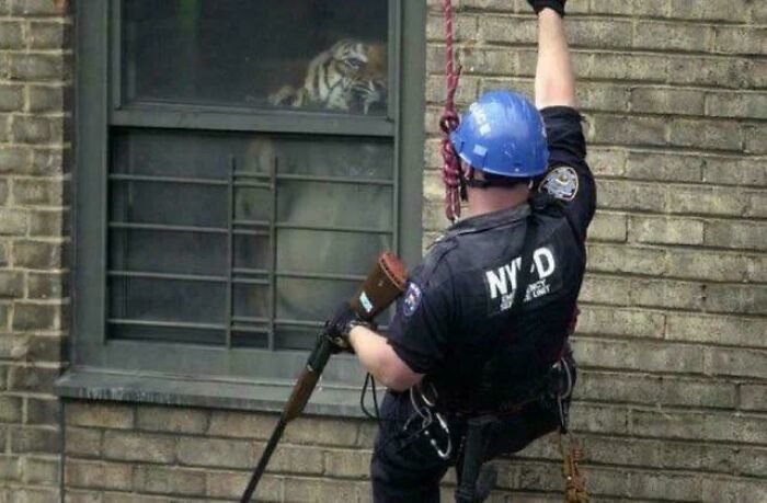 Policía en escala descendiendo frente a ventana donde se ve un tigre, imagen aterradora e inquietante.