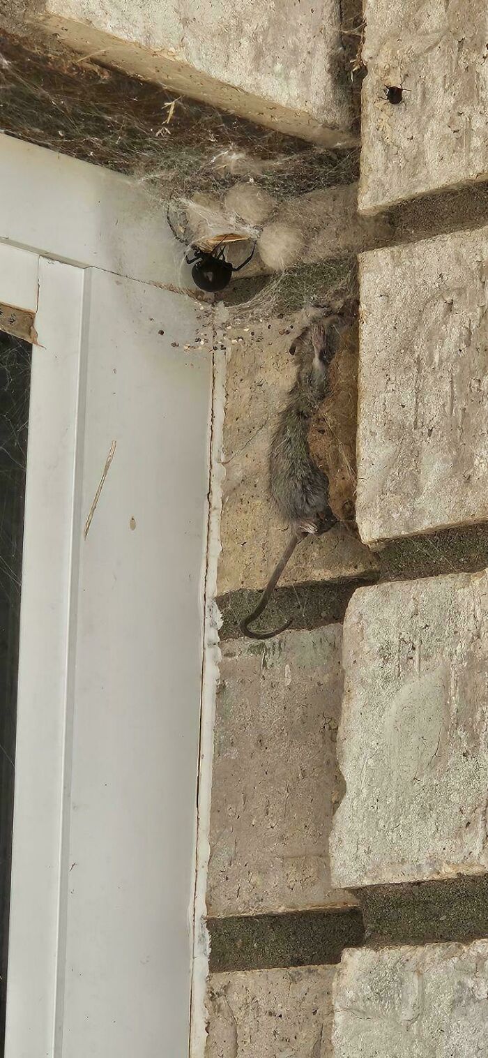 Araña negra cazando y envolviendo una rata muerta en tela, imagen aterradora y inquietante en pared de piedra.