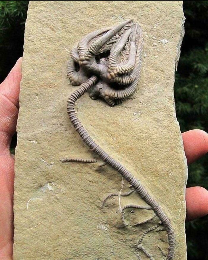 Fósil extraño de criatura marina con brazos segmentados, imagen aterradora e inquietante de la naturaleza antigua.