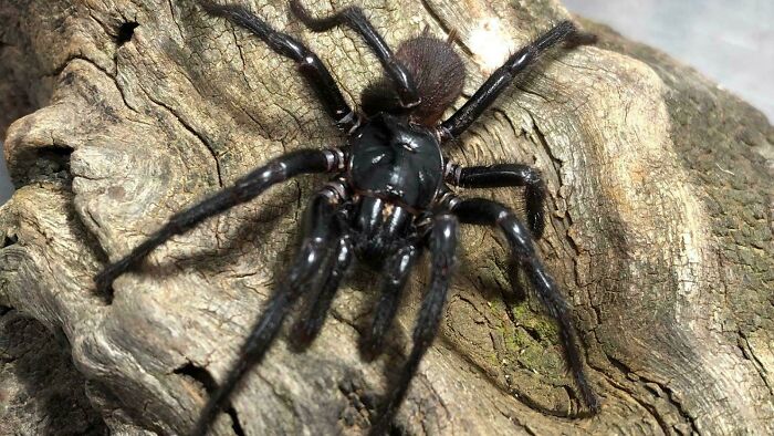 Araña negra de aspecto aterrador y amenazante sobre corteza rugosa, imagen perfecta para contenido inquietante y espeluznante.