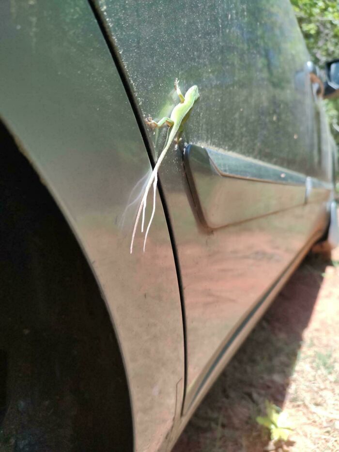 Lagarto con colas largas y delgadas en la puerta de un coche, imagen confusa y divertida que necesita contexto.