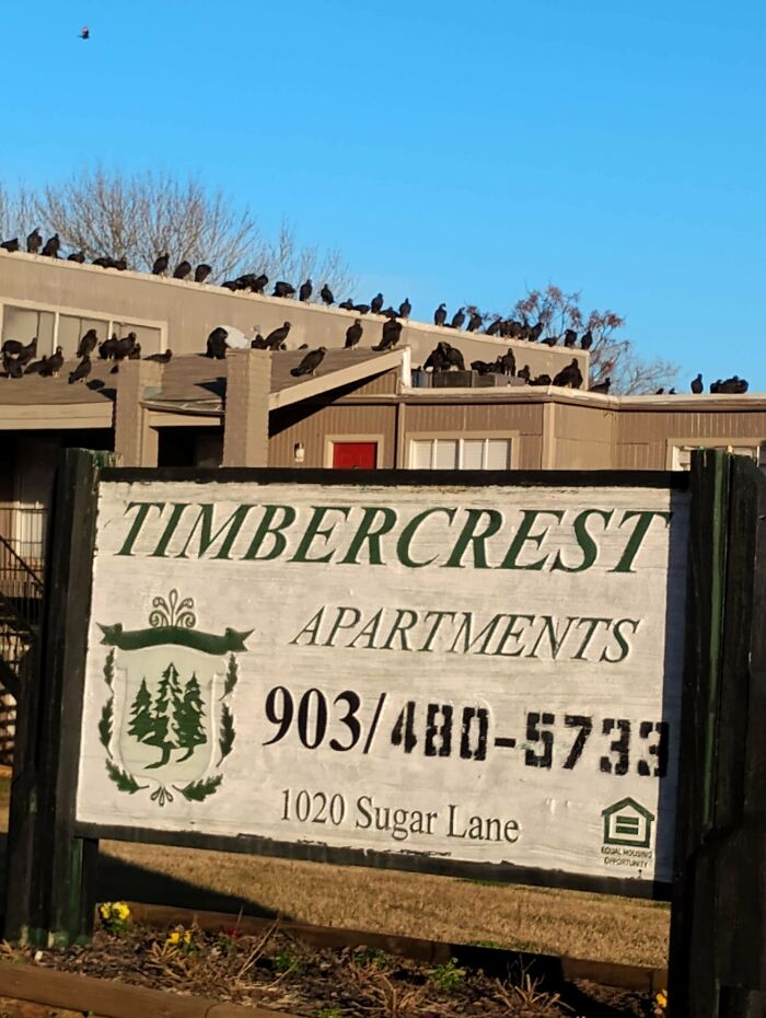 Cartel de apartamentos Timbercrest con muchos pájaros en el techo, imagen confusa y divertida que requiere contexto.