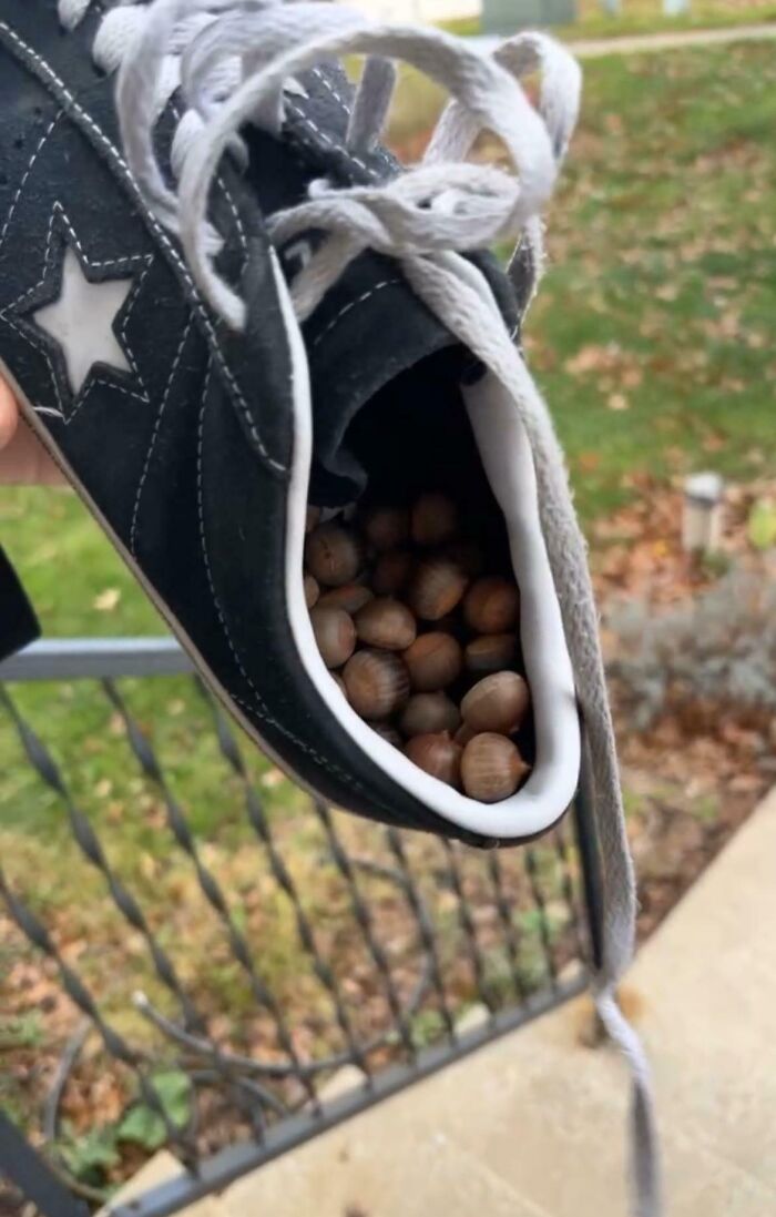 Zapatilla negra llena de nueces con cordones sueltos, imagen confusa y divertida que necesita contexto exterior.