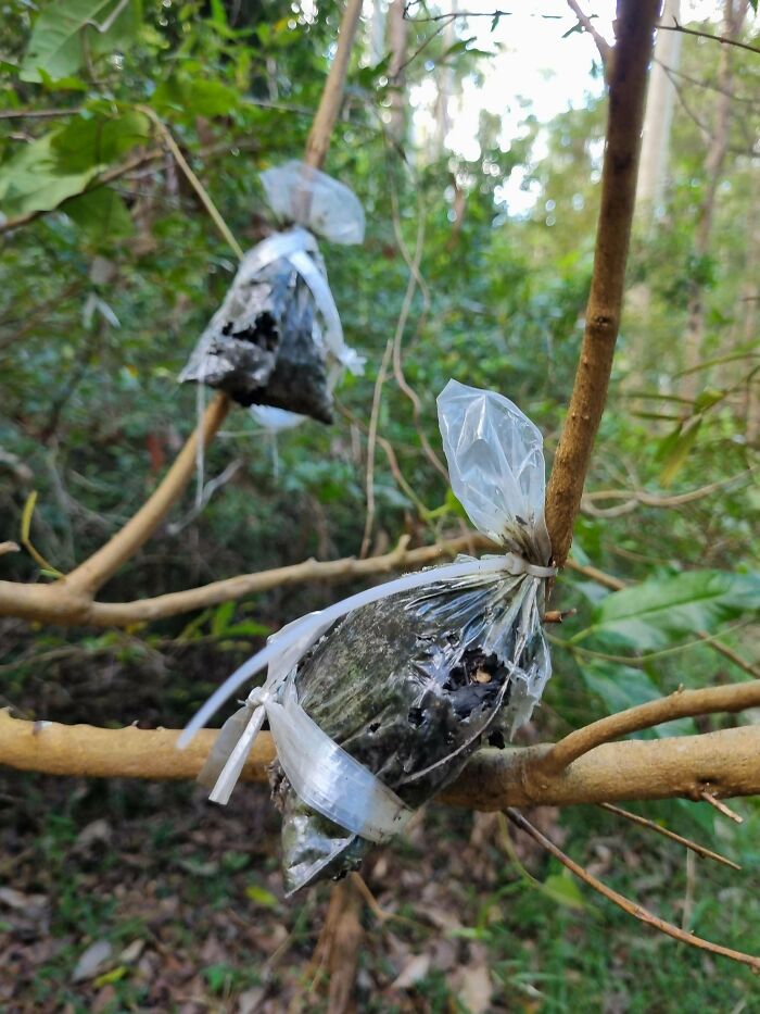 Bolsas de plástico con tierra ligadas a ramas en bosque, imagen de personas que no tenían ni idea y pidieron ayuda a Internet.