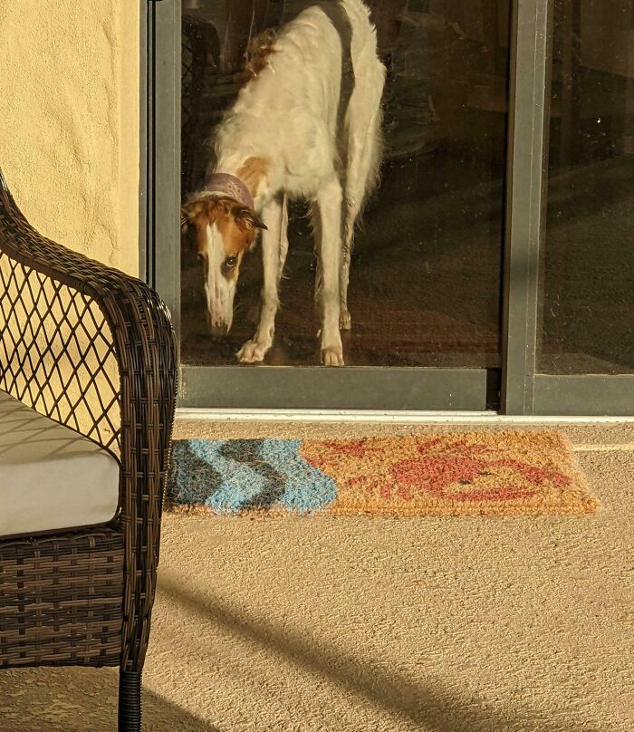 Perro reflejado en puerta de cristal parece objeto extraño en casa, ejemplo de objetos interesantes que parecen otras cosas.