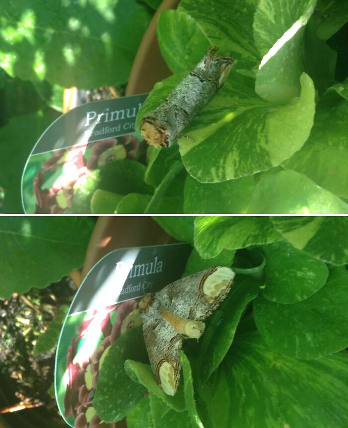 Larva y polilla camufladas en hojas verdes, mostrando objetos interesantes que parecen otras cosas en la naturaleza.