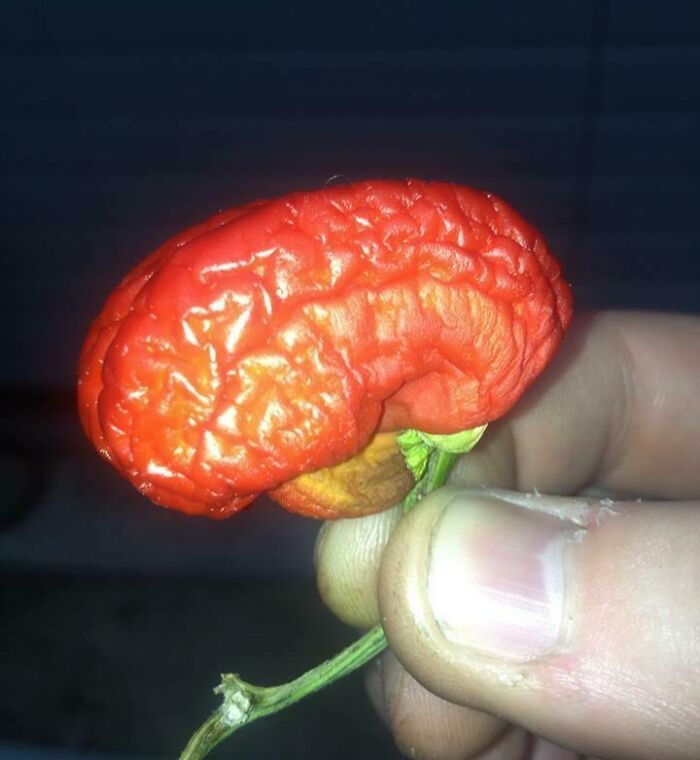 Pimiento rojo con forma que parece un cerebro humano sostenido entre dedos, objeto interesante y curioso.