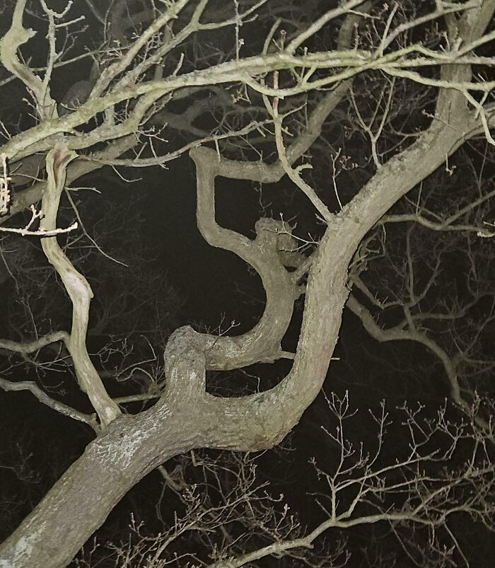 Rama de árbol con forma curiosa que parece una figura humana en la oscuridad, objeto interesante y natural.