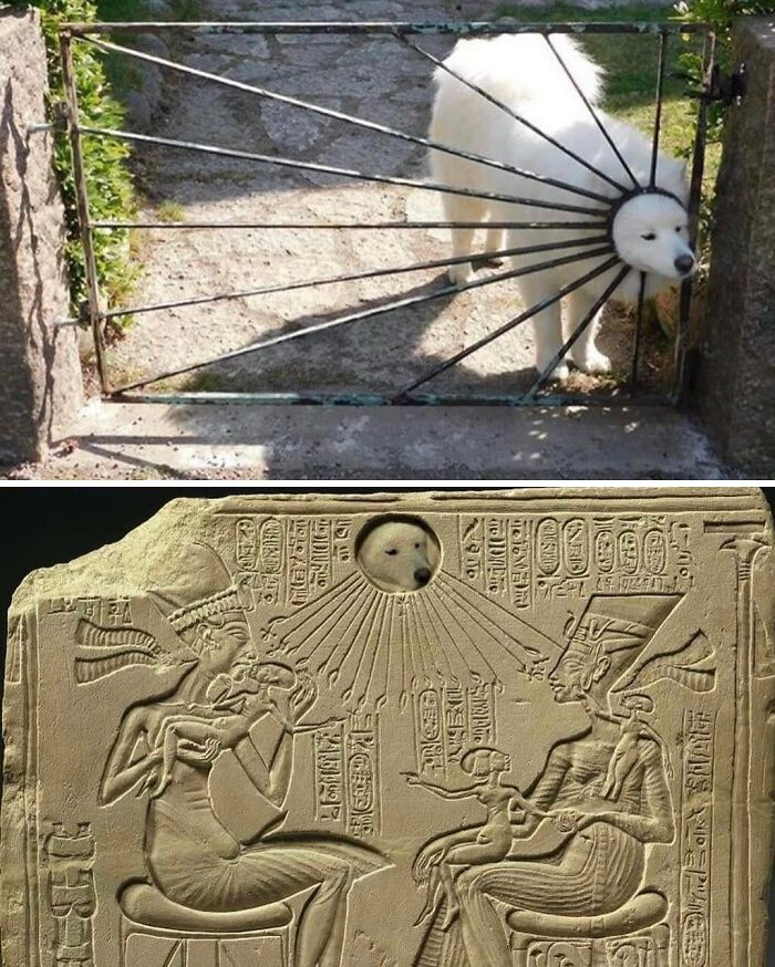 Perro en reja y en relieve egipcio editado, memes divertidos que explican la historia de forma distinta.