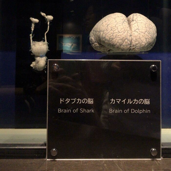 Comparación del cerebro de un tiburón y un delfín mostrando perspectivas únicas del mundo marino.