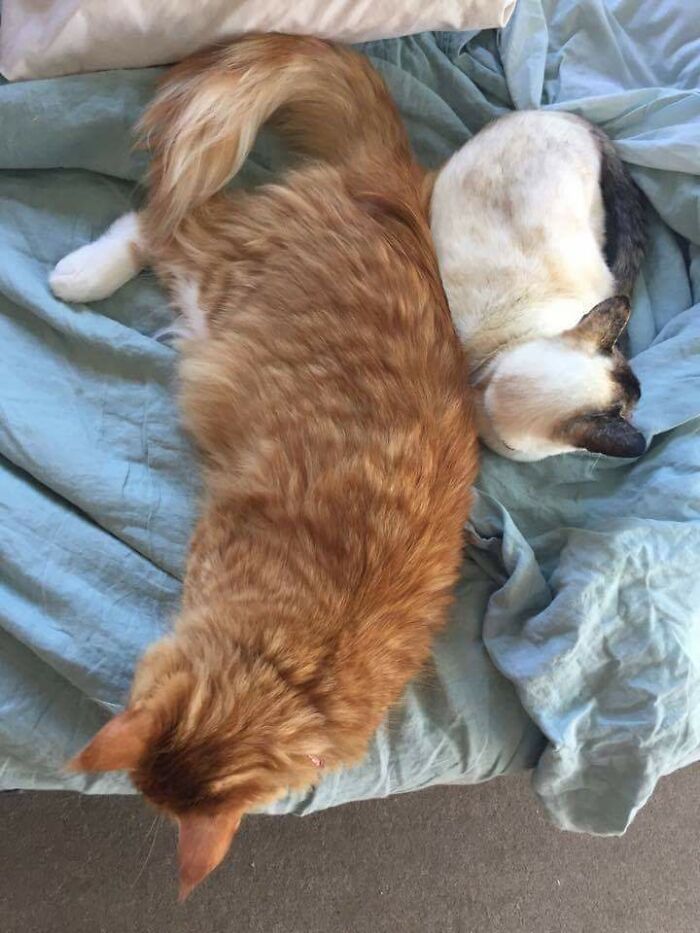 Gato grande y gato pequeño acostados juntos en cama mostrando contraste en tamaño en imágenes comparativas.
