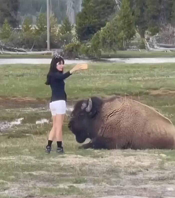 Influencer vergonzosa toma selfie muy cerca de un búfalo grande sentado en un campo abierto.