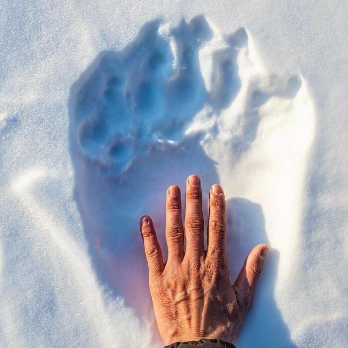 Mano humana comparada con huella gigante en la nieve, mostrando imágenes comparativas para nueva perspectiva del mundo.