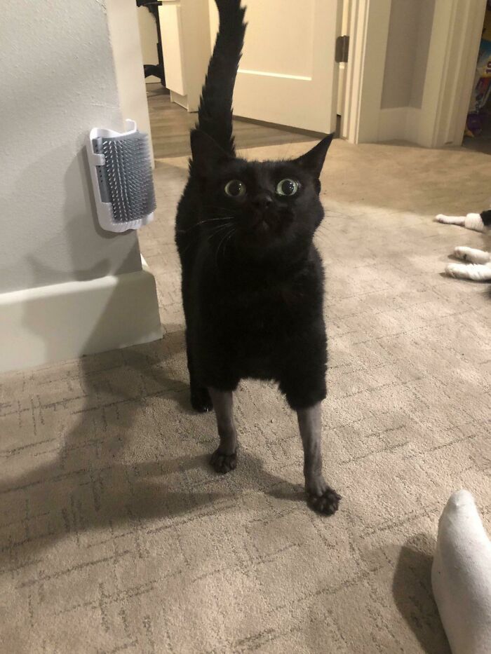 Gato negro con expresión divertida y patas sin pelo en casa, parte de fotos divertidas para hacerte reír hoy.