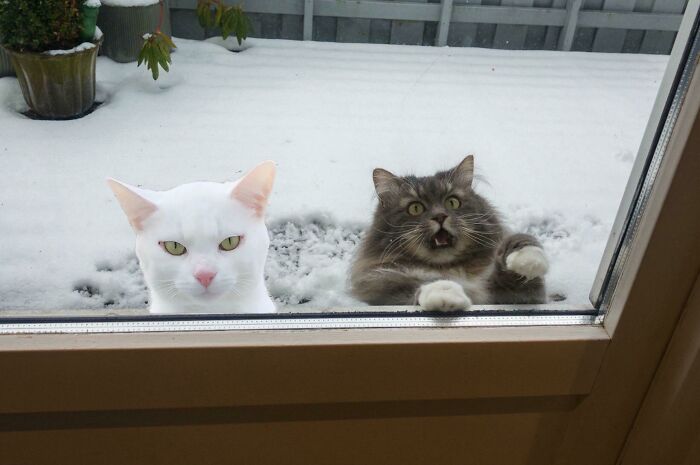 Gatos divertidos afuera con nieve, uno con expresión seria y otro sorprendido, creando una escena para hacerte reír hoy.