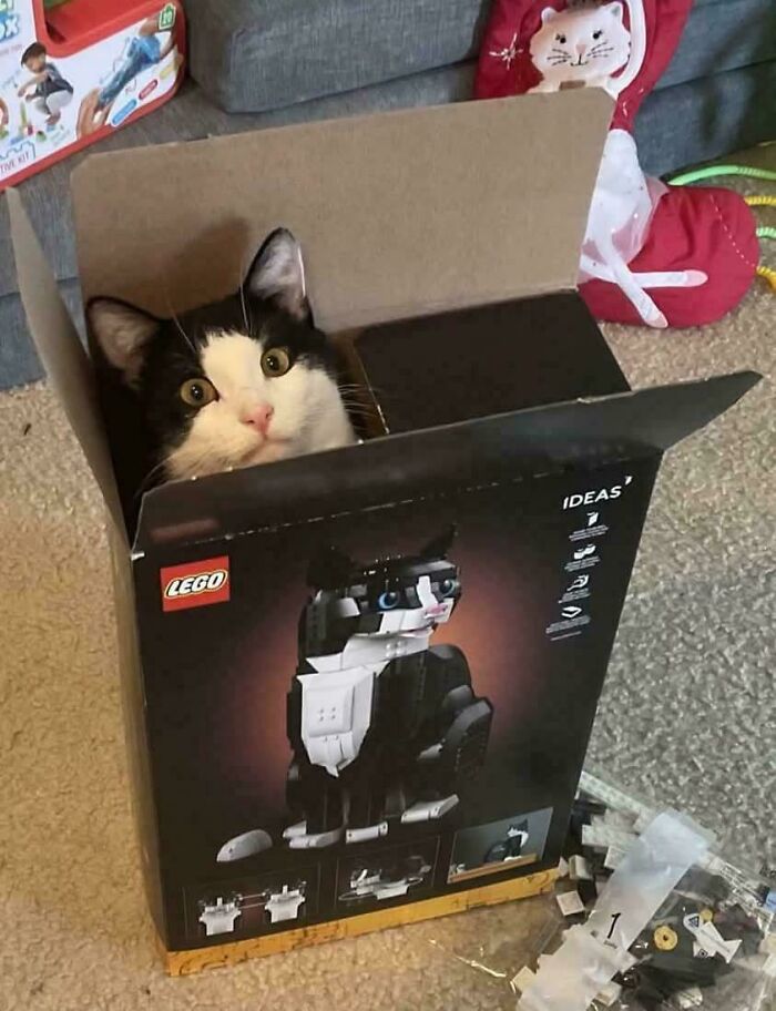 Gato dentro de caja de LEGO con modelo de gato, imagen divertida para hacerte reír hoy y disfrutar momentos graciosos.