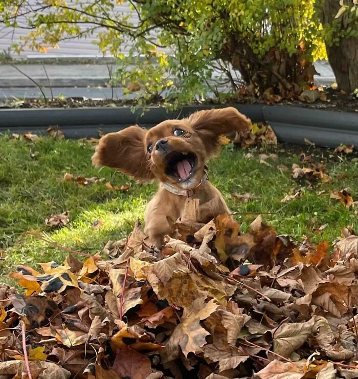 Perro divertido saltando entre hojas secas en jardín, captura llena de alegría y momentos para hacerte reír hoy.