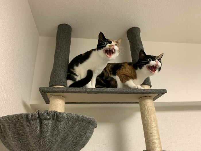 Gatos divertidos en rascador mostrando expresiones cómicas que harán reír con fotos de humor felino.