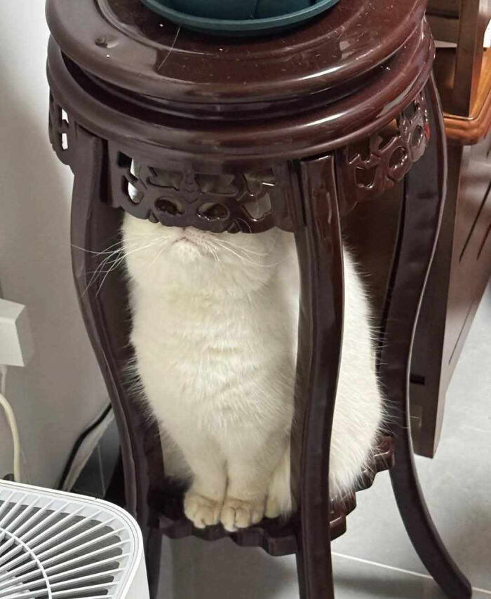 Gato blanco divertido escondido detrás de una mesa de madera tallada en una foto para hacerte reír.