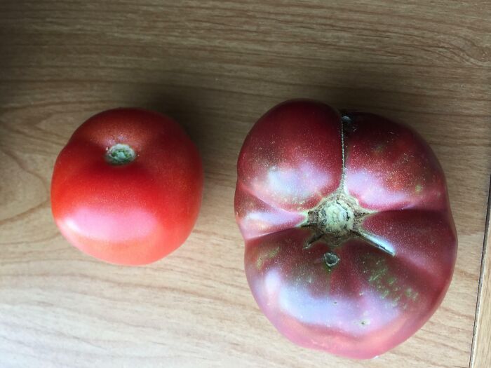 Tomate pequeño y tomate grande sobre superficie de madera mostrando imágenes comparativas con nueva perspectiva del mundo.