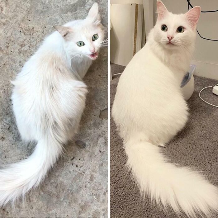 Gato blanco en dos imágenes comparativas que muestran diferencias en textura y entorno para nueva perspectiva visual.