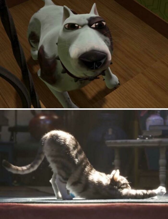 Perro animado mostrando expresión feroz y gato estirándose al sol, imagen comparativa con nueva perspectiva del mundo.