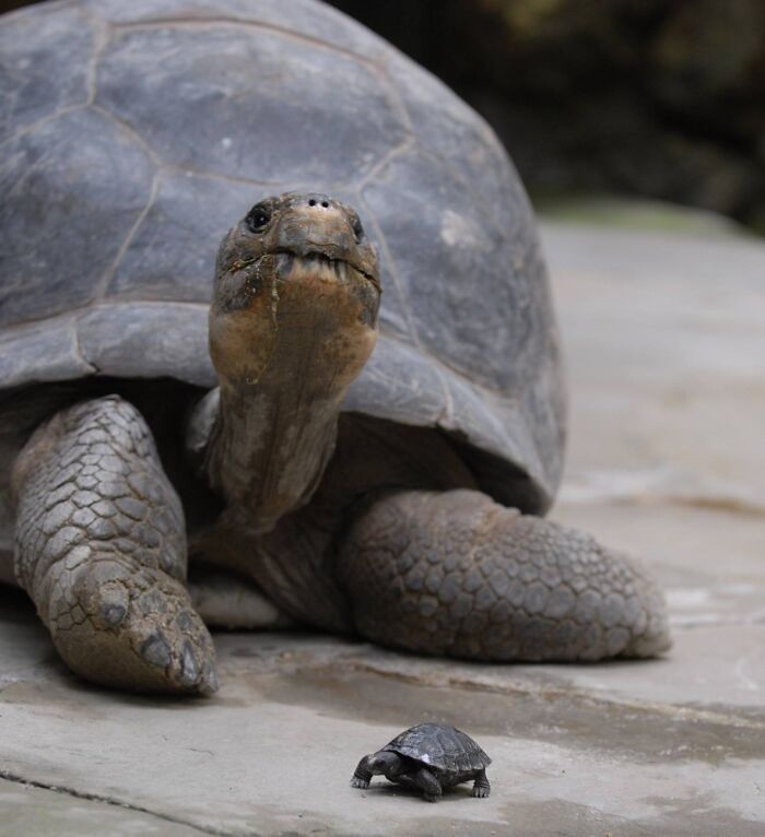 Tortuga gigante junto a una tortuga bebé, imagen comparativa que muestra diferente perspectiva del mundo natural.