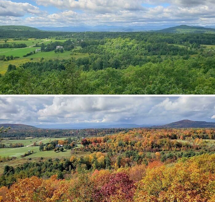 Paisajes comparativos de bosques en diferentes estaciones mostrando una nueva perspectiva del mundo natural.