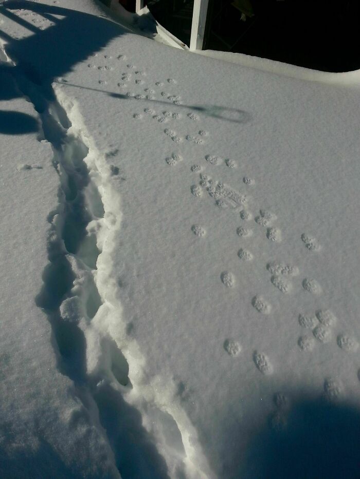 Huellas humanas y de animal en la nieve, mostrando imágenes comparativas que ofrecen una nueva perspectiva del mundo.
