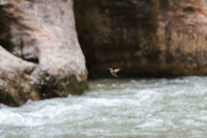 Fotógrafo de la naturaleza capturando un colibrí volando cerca de un río con rocas al fondo en escena natural.