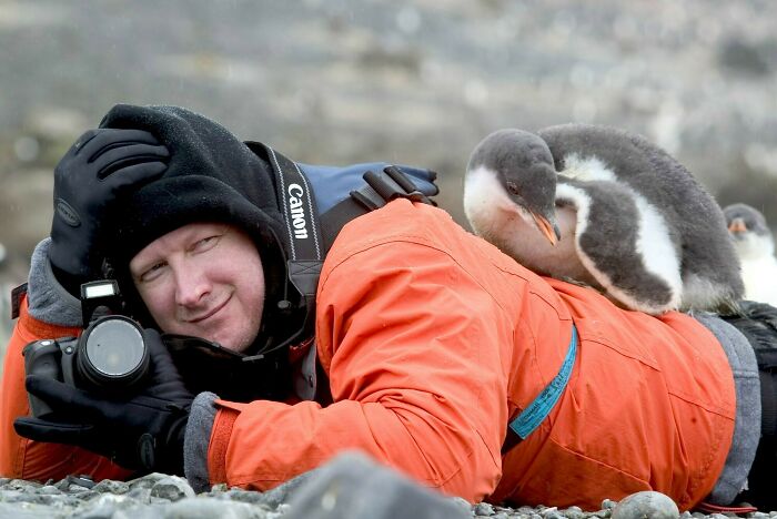 Fotógrafo de la naturaleza en terreno, siendo emboscado de forma adorable por un pingüino juvenil sobre su espalda.