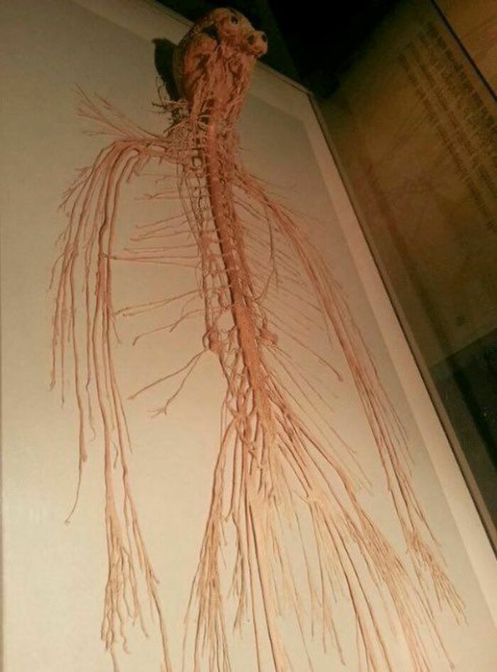 Esqueleto y sistema nervioso de un pez mostrado en museo, ilustrando curiosidades para terribles mentirosos pillados en internet.