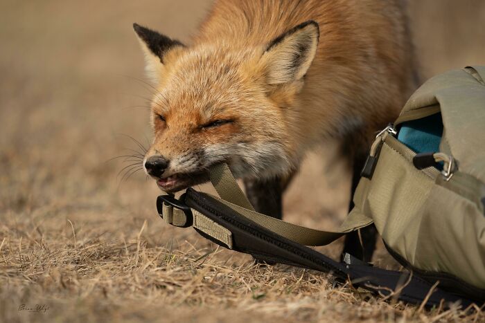 Zorro agarrando correa de cámara cerca de mochila en campo, momento adorable de fotógrafos de la naturaleza emboscados por animales.