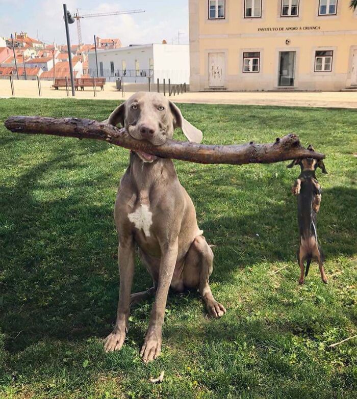 Perro grande sosteniendo un palo enorme mientras un perro pequeño cuelga divertido, foto graciosa para hacerte reír.