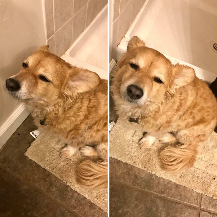 Perro de pelaje rizado con expresión divertida sentado sobre alfombra beige en baño, foto para hacerte reír.