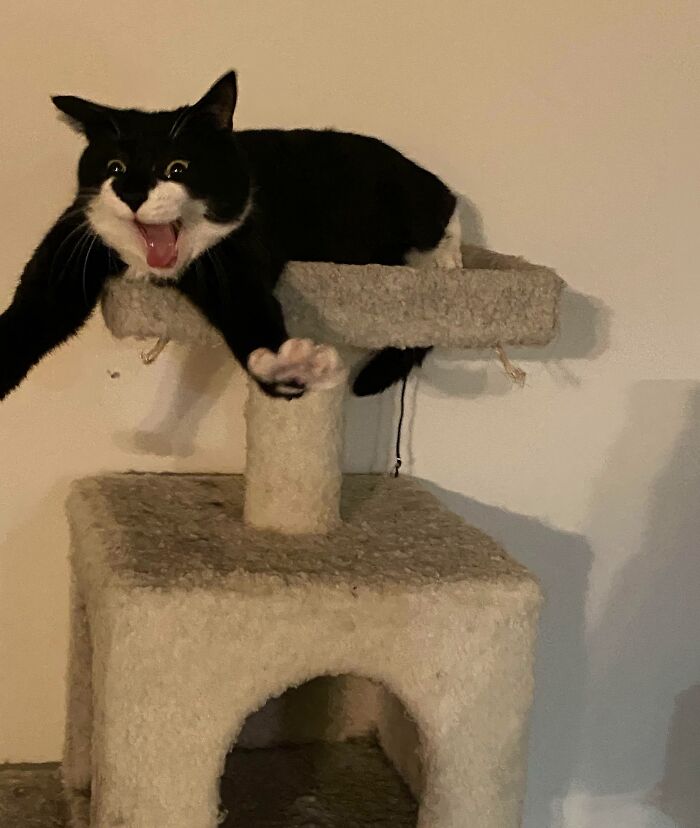 Gato con expresión divertida estirándose en rascador para gatos, imagen para fotos divertidas y risas.