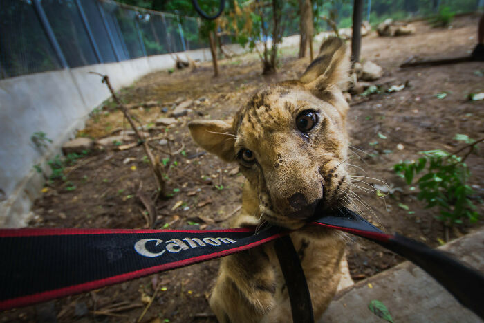 Cachorro de león mordiendo la correa de cámara Canon durante emboscada adorable a fotógrafo de la naturaleza.