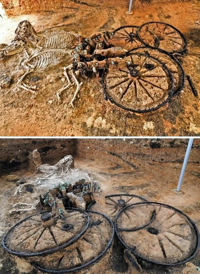 Restos arqueológicos de carruaje y caballos encontrados en excavación, mostrando increíbles descubrimientos arqueológicos.